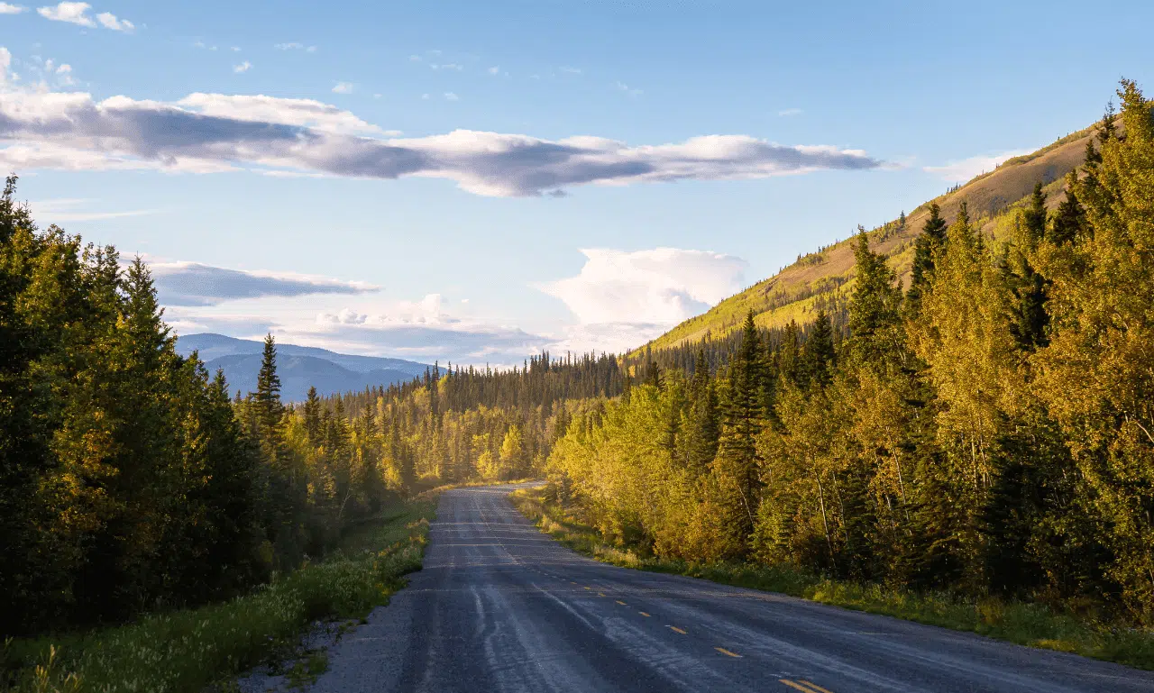 Scenic road surrounded by lush green forests under a clear blue sky, perfect for travel adventures and exploration.